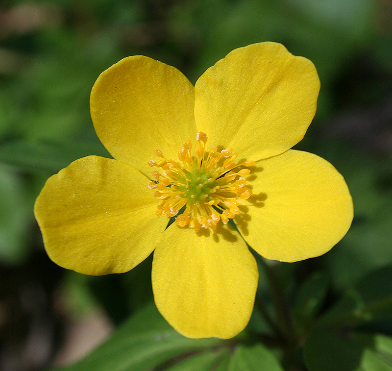 Изображение особи Anemone ranunculoides.