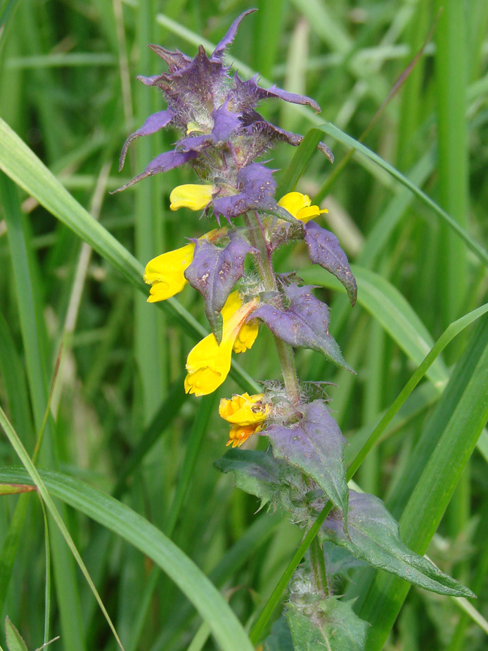 Изображение особи Melampyrum nemorosum.