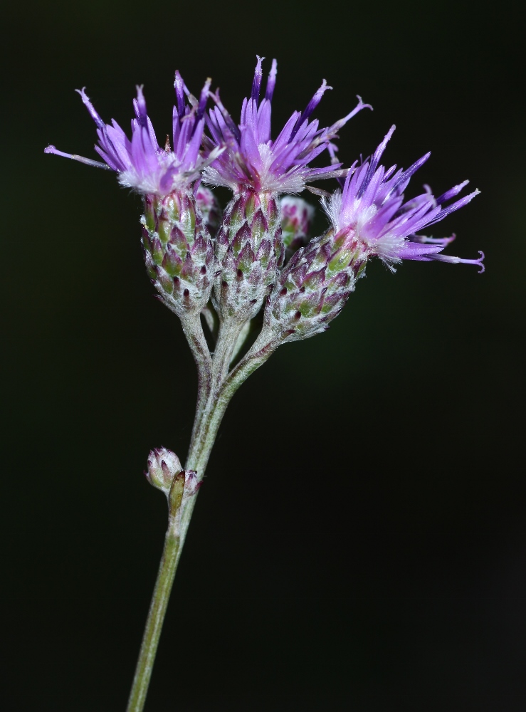 Изображение особи Saussurea ussuriensis.