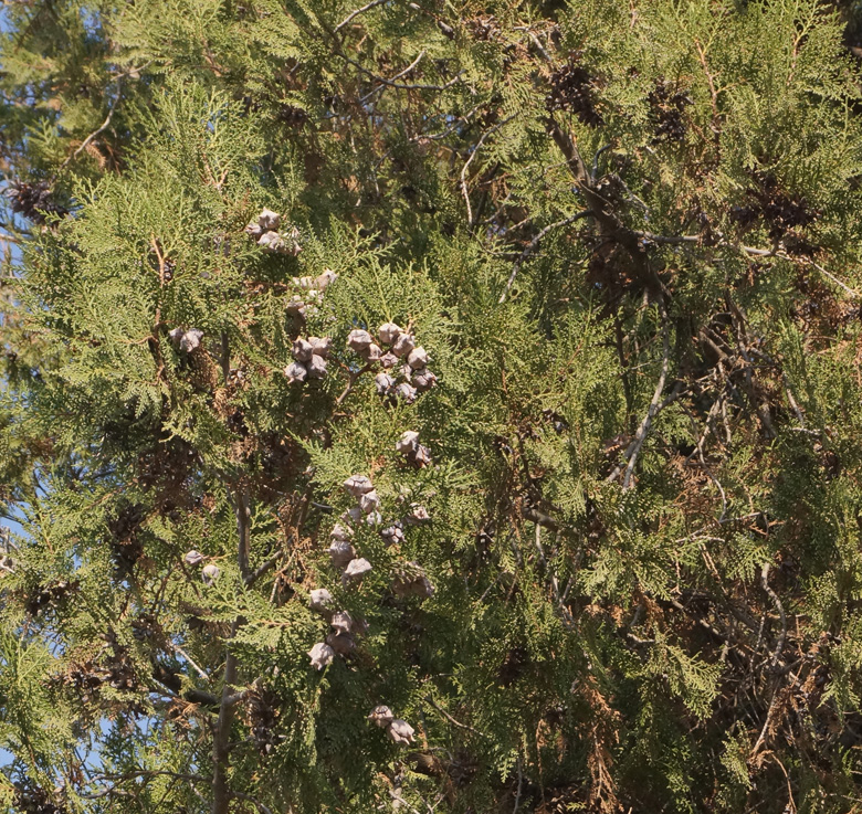 Image of Platycladus orientalis specimen.