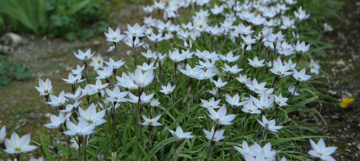 Изображение особи Ipheion uniflorum.