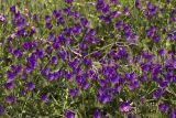 Echium plantagineum