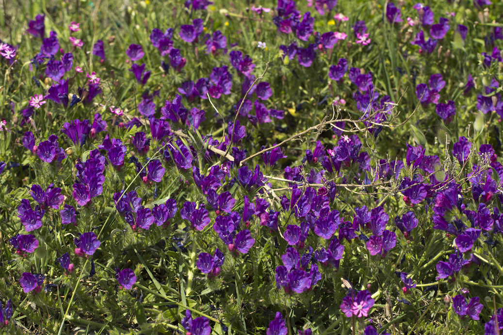 Изображение особи Echium plantagineum.