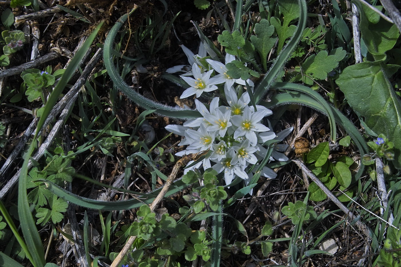 Image of Ornithogalum fimbriatum specimen.