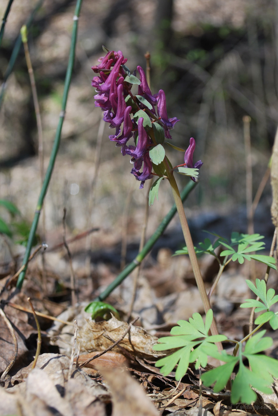 Изображение особи Corydalis solida.