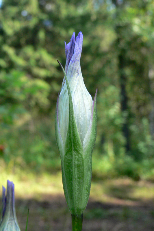 Изображение особи Gentianopsis barbata.