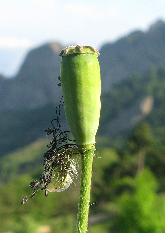 Image of Papaver albiflorum specimen.