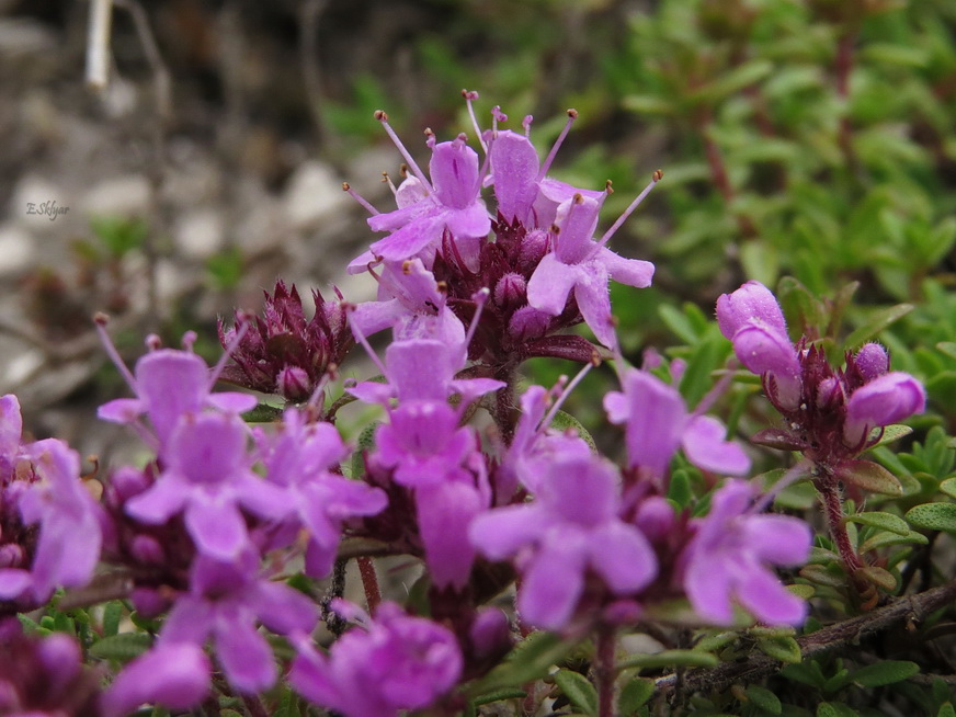 Image of Thymus calcareus specimen.