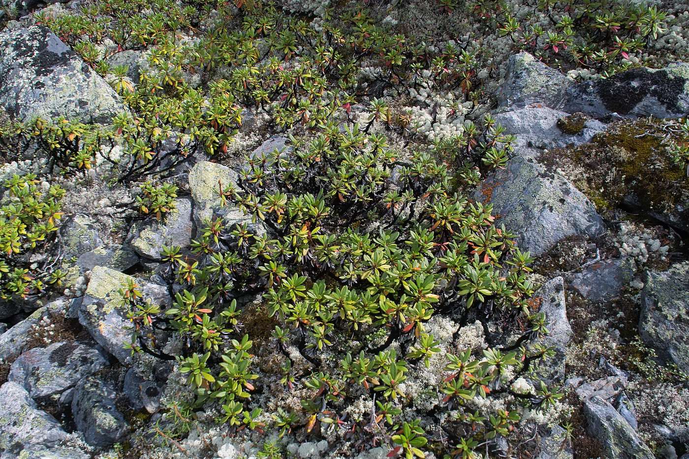 Image of Rhododendron aureum specimen.