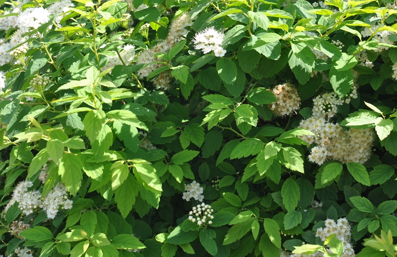 Изображение особи Spiraea chamaedryfolia.