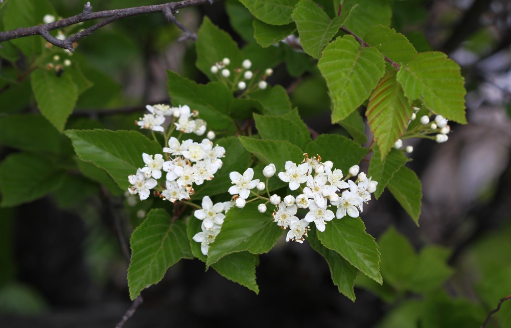 Image of Sorbus alnifolia specimen.