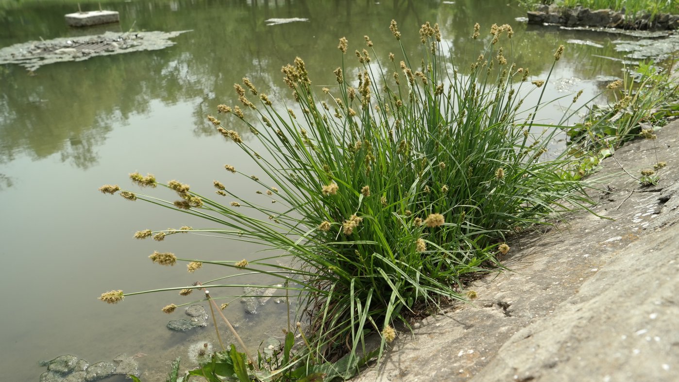 Image of Carex otrubae specimen.