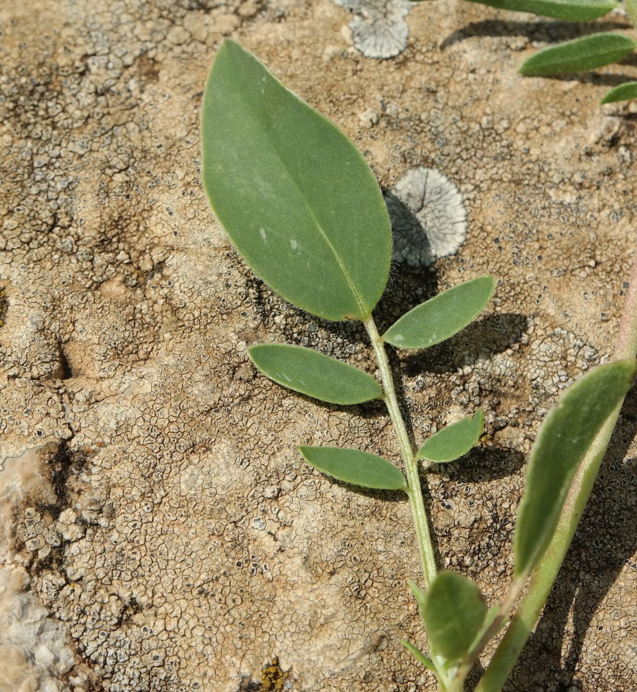 Image of Anthyllis taurica specimen.