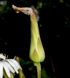 Lactuca tuberosa