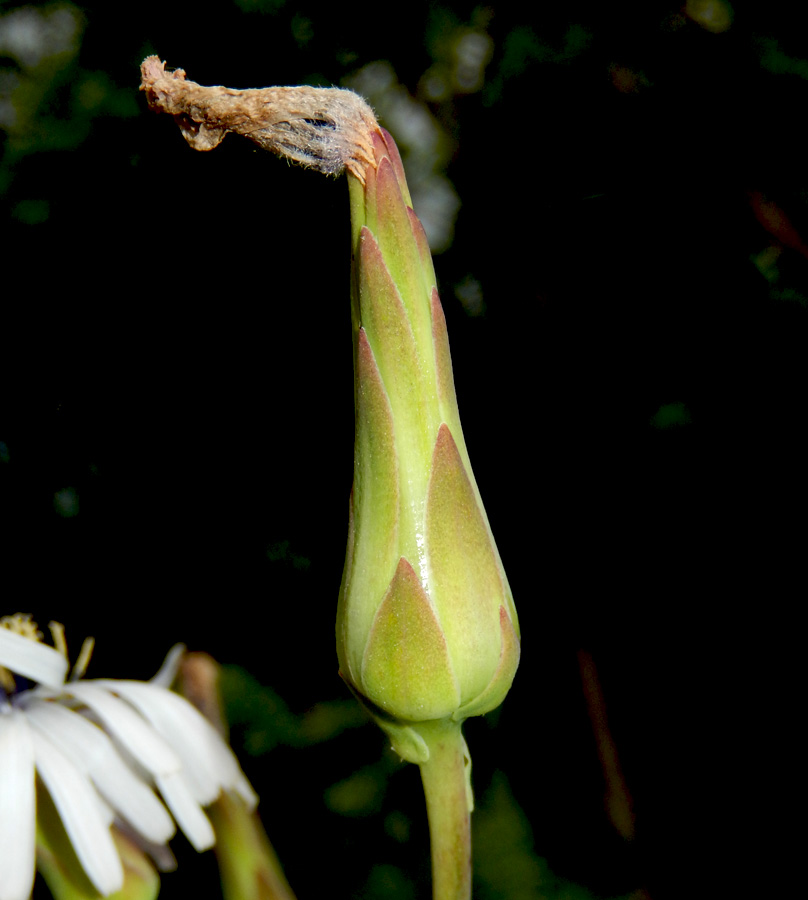 Изображение особи Lactuca tuberosa.