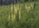 Pedicularis incarnata