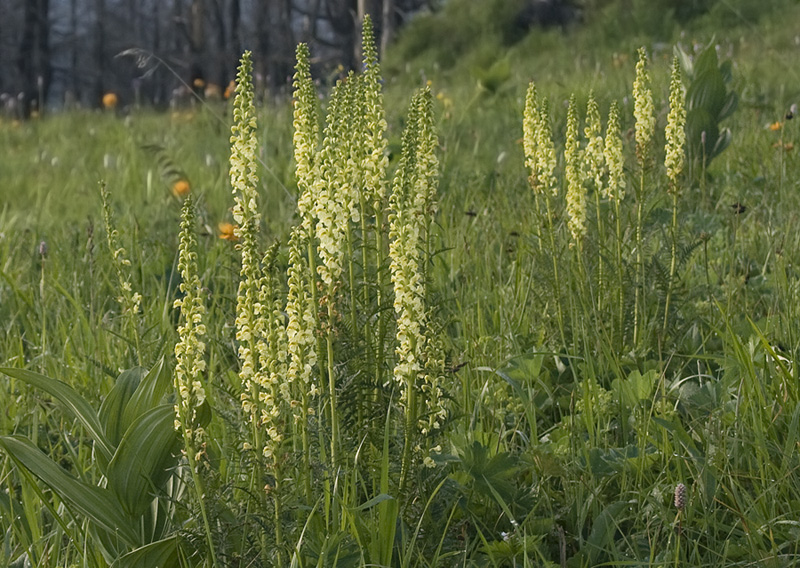 Изображение особи Pedicularis incarnata.