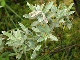 Salix lapponum. Верхушка растения. Костромская обл., Костромский р-н, окр. дер. Повернихино, сплавина вокруг оз. Медвежье. 16.06.2016.
