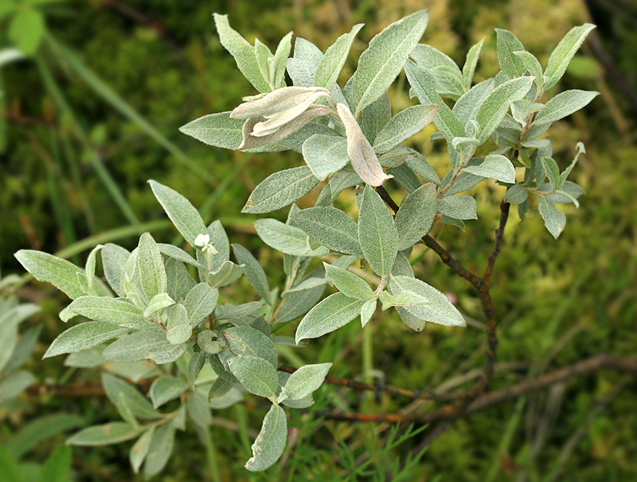 Image of Salix lapponum specimen.