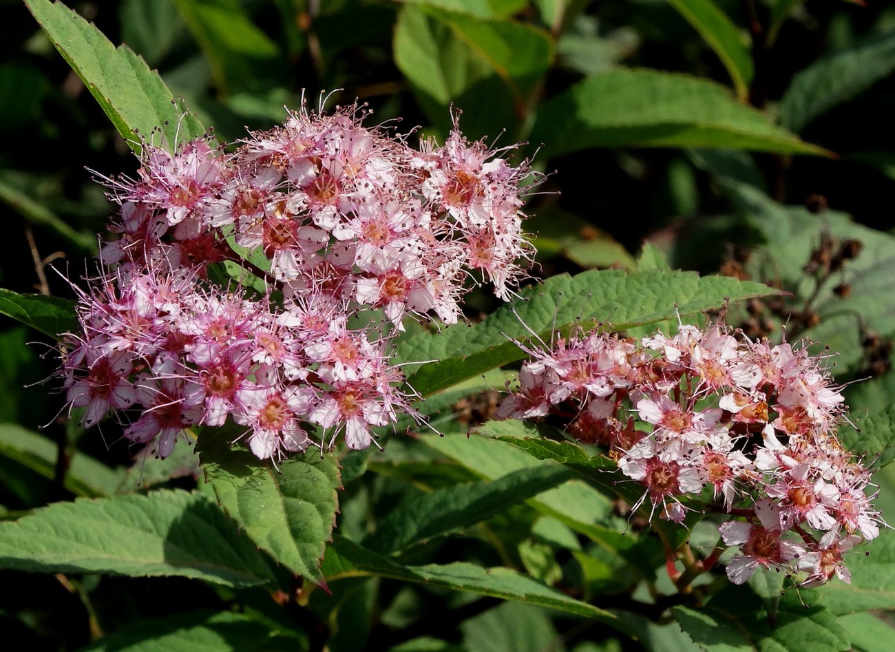 Image of Spiraea japonica specimen.