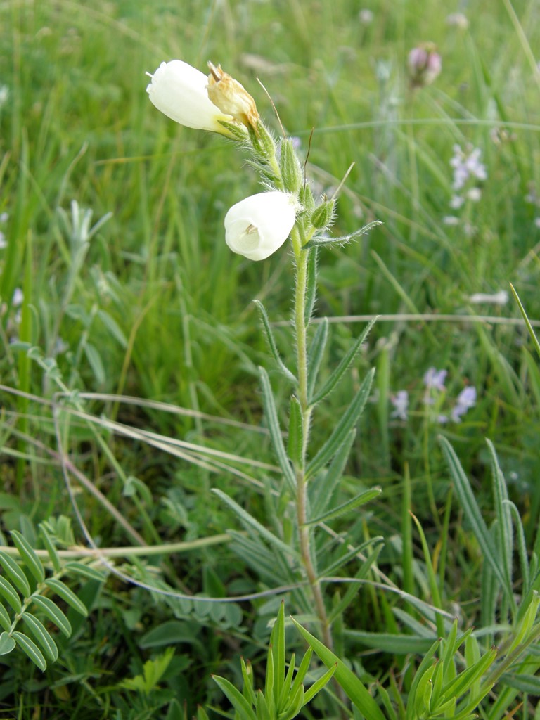 Image of Onosma simplicissima specimen.