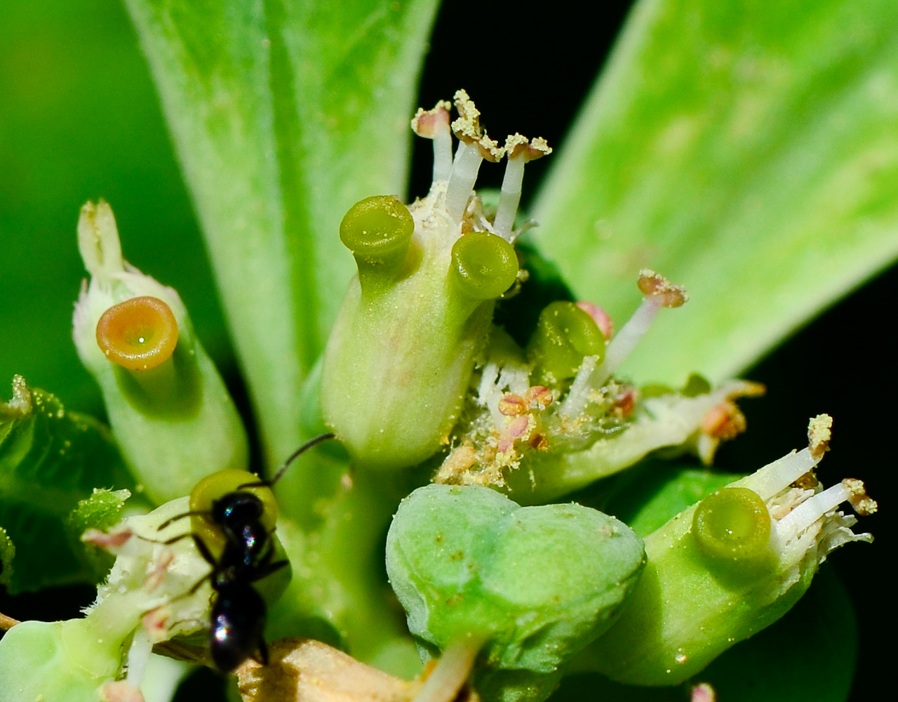 Изображение особи Euphorbia heterophylla.