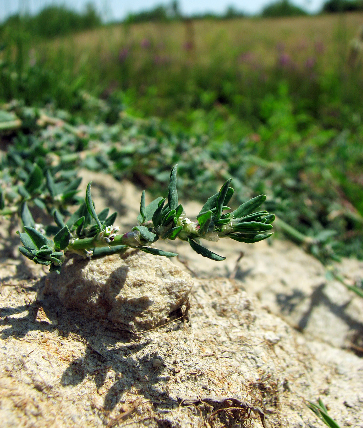 Image of Polygonum aviculare specimen.
