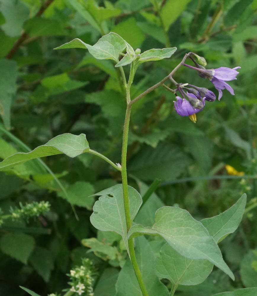 Изображение особи Solanum dulcamara.