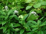 Lysimachia clethroides