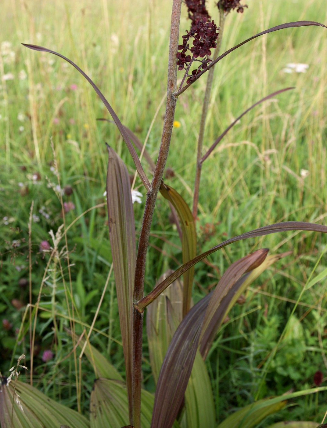 Изображение особи Veratrum nigrum.