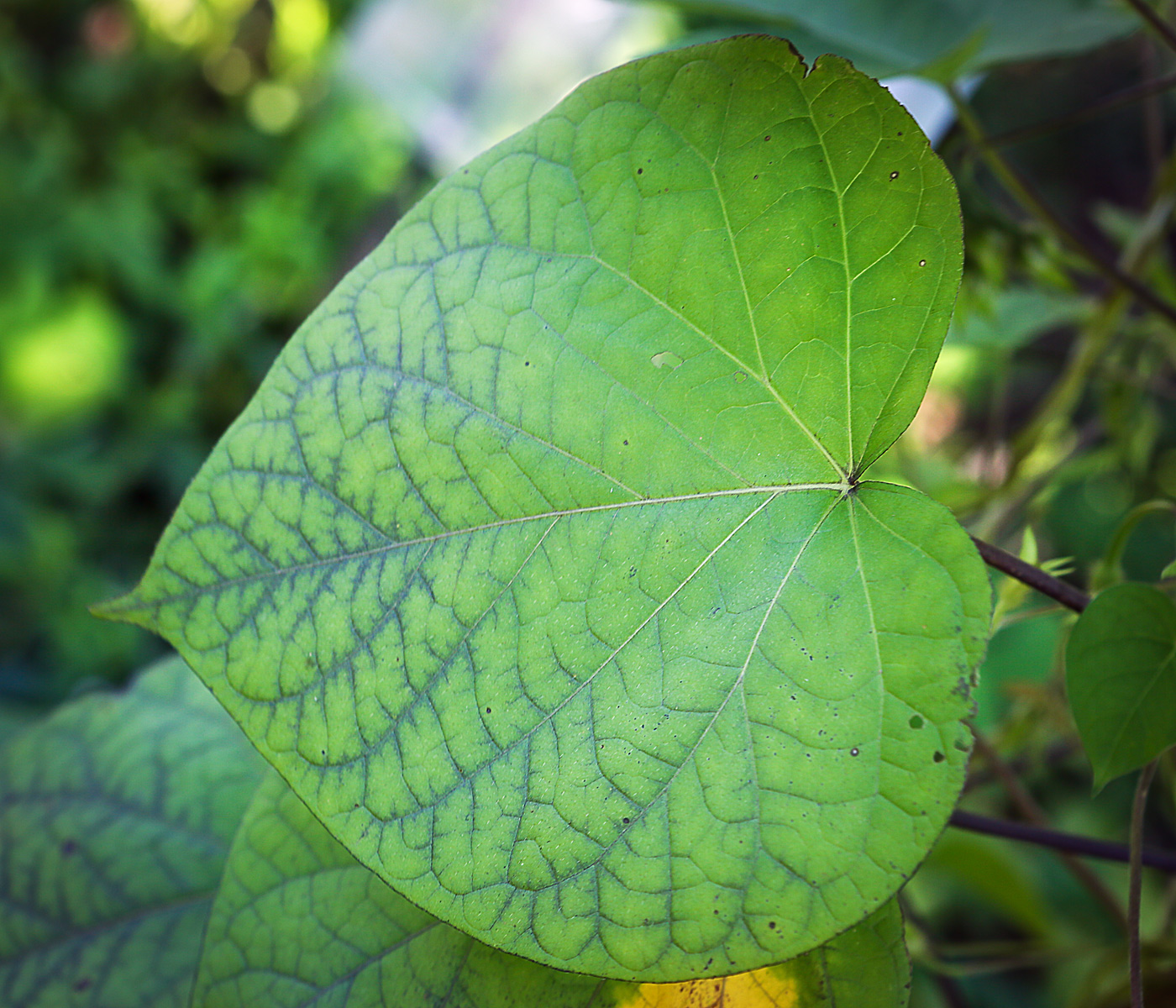Image of Ipomoea purpurea specimen.