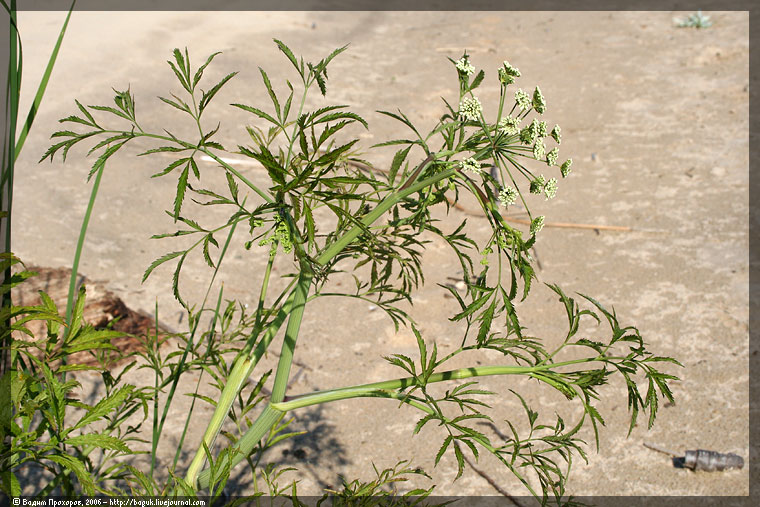 Image of Cicuta virosa specimen.