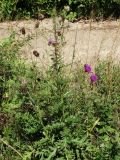 Cirsium maackii. Цветущее растение. Приморье, ЗАТО г. Фокино, о. Путятина, у обочины грунтовой дороги. 17.08.2016.