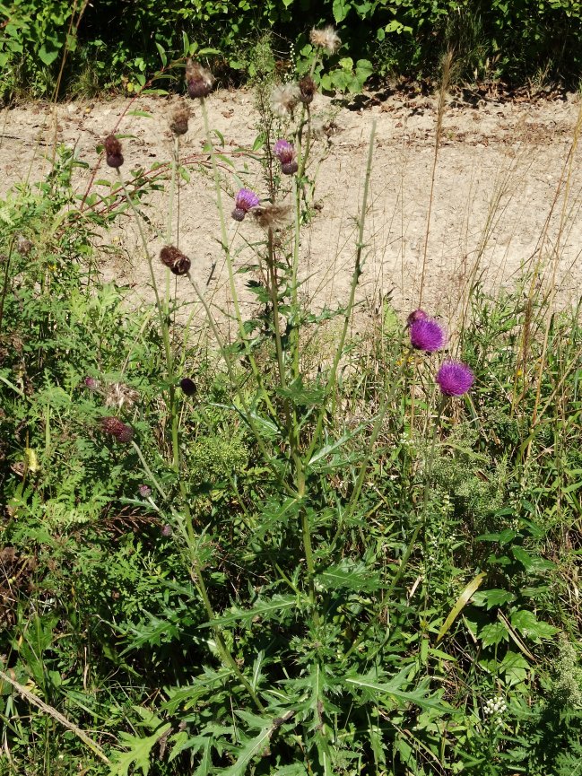 Image of Cirsium maackii specimen.