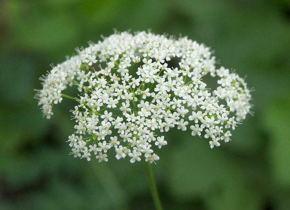 Изображение особи Pimpinella saxifraga.