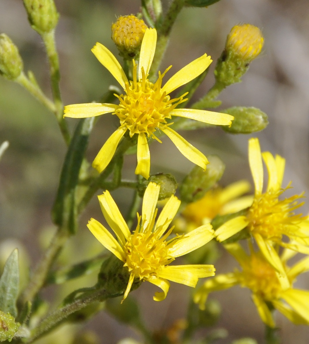 Image of Dittrichia viscosa specimen.