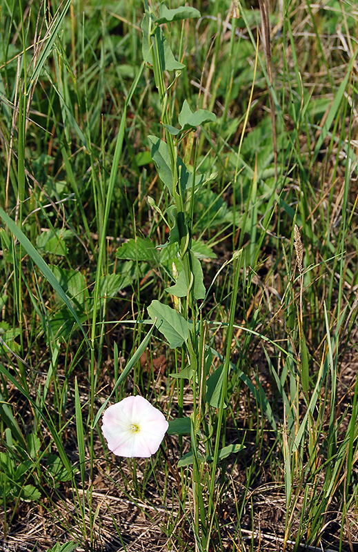 Изображение особи Convolvulus arvensis.