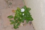 Catharanthus roseus