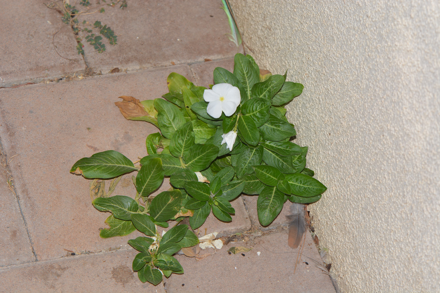 Изображение особи Catharanthus roseus.