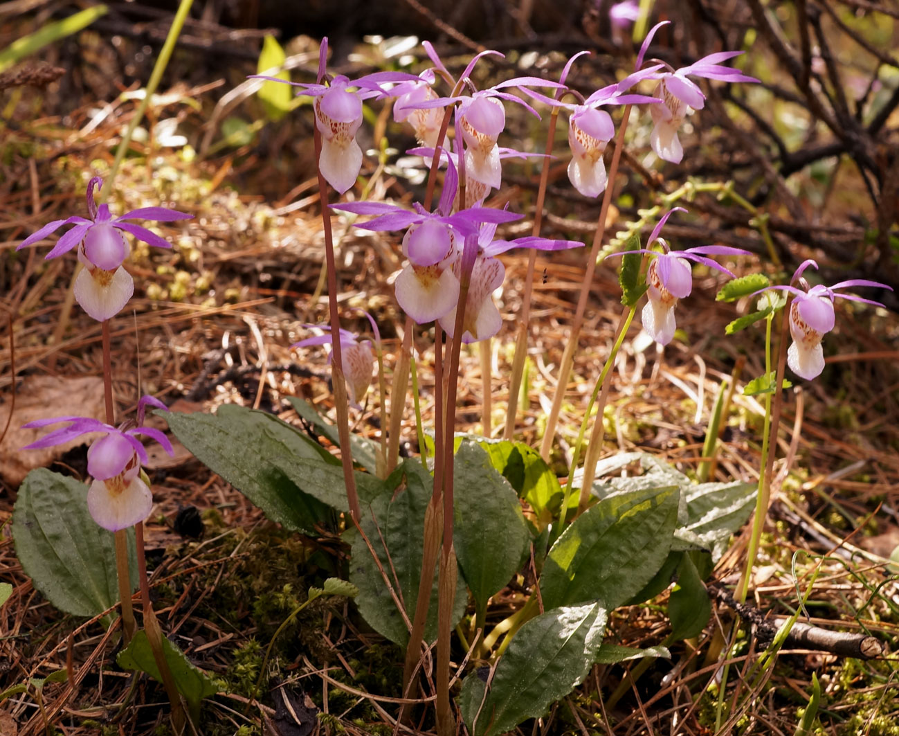 Изображение особи Calypso bulbosa.