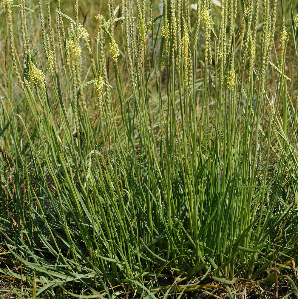 Image of Plantago salsa specimen.