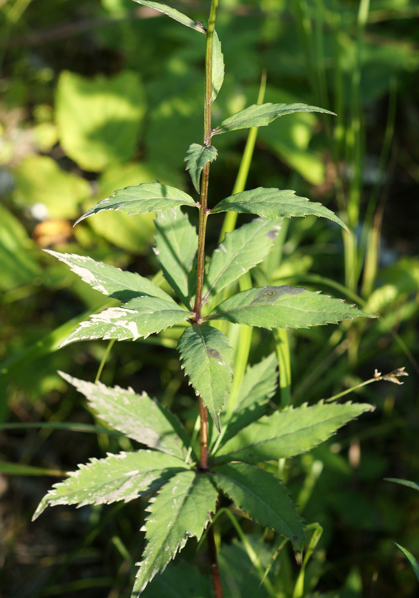 Image of Adenophora verticillata specimen.