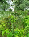 Scrophularia nodosa. Верхушка цветущего и плодоносящего растения. Республика Татарстан, г. Казань, окр. пос. Щербаковка, долина р. Казанка, правый берег, пойменный луг между руслом реки и старицей (озеро Голубое). 21.06.2015.