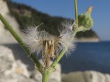 Sonchus oleraceus