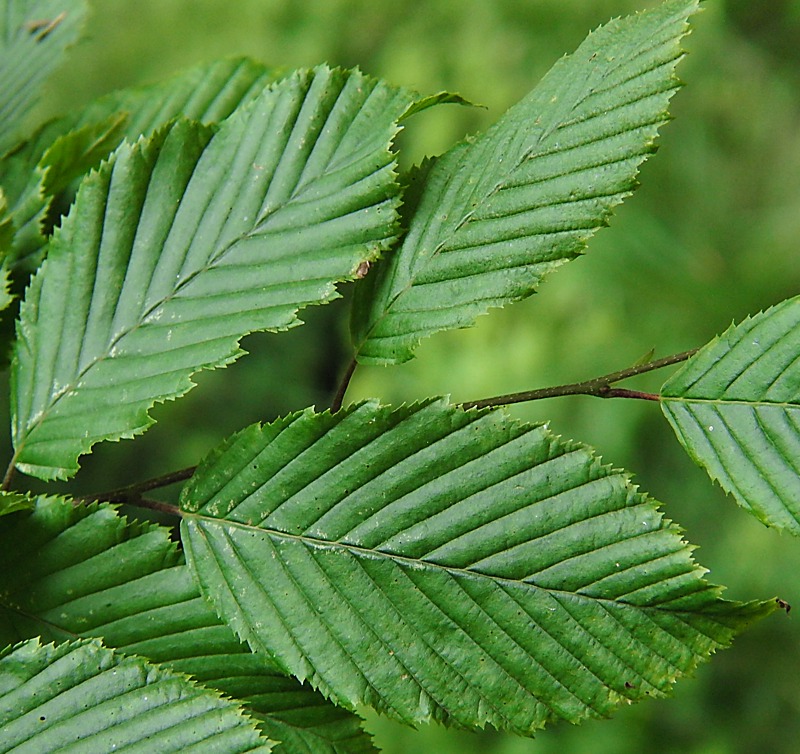 Изображение особи Carpinus betulus.