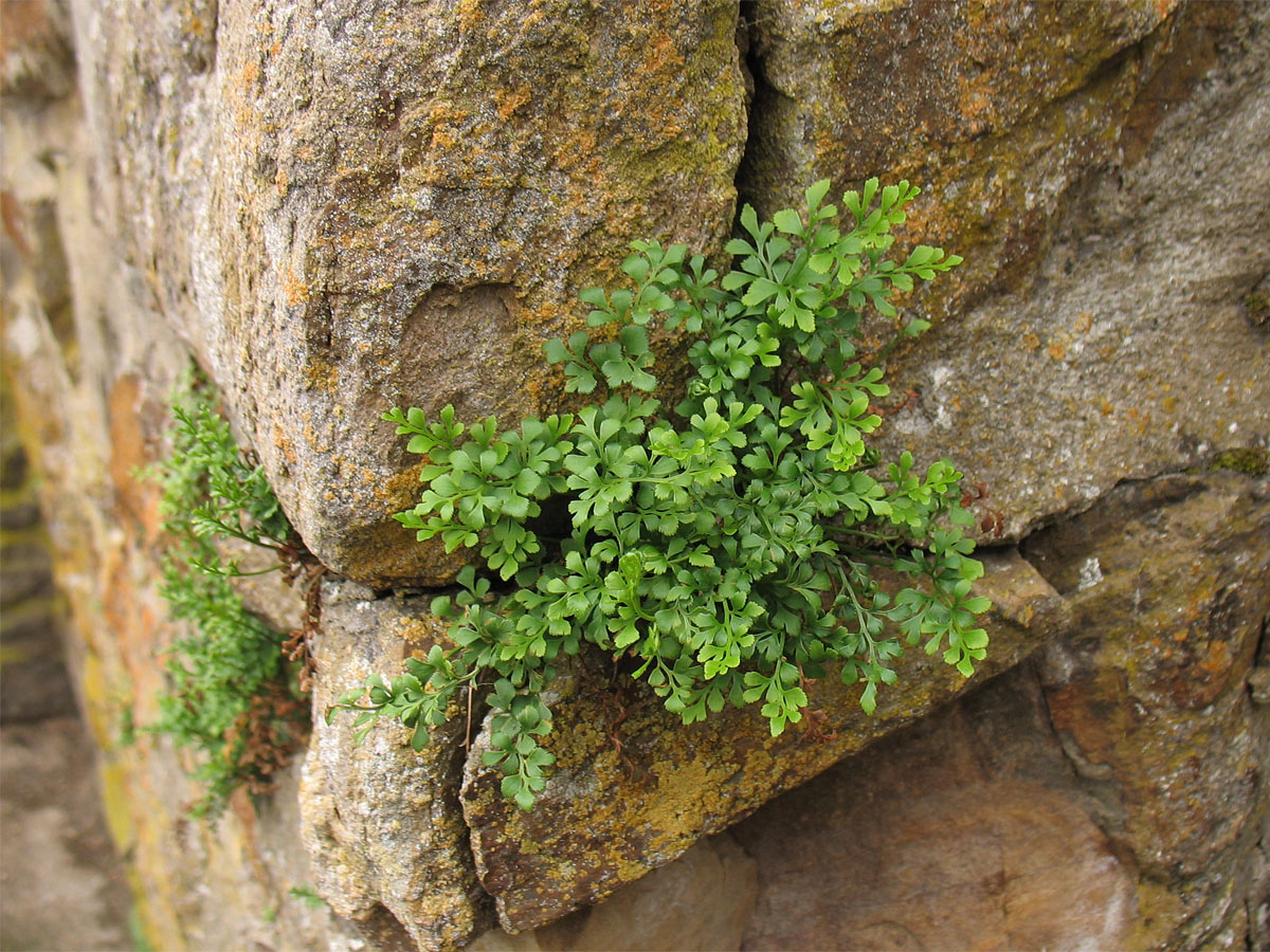 Изображение особи Asplenium ruta-muraria.