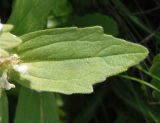 Ajuga genevensis. Лист. Украина, г. Запорожье, о-в Хортица, северный берег острова, скалистая часть, склон. 23.05.2016.