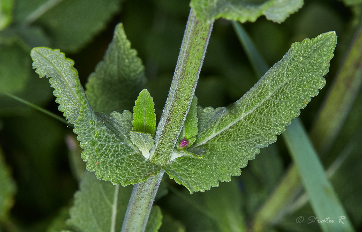 Image of Salvia nemorosa specimen.