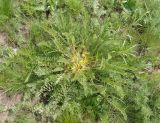 Astragalus pubiflorus