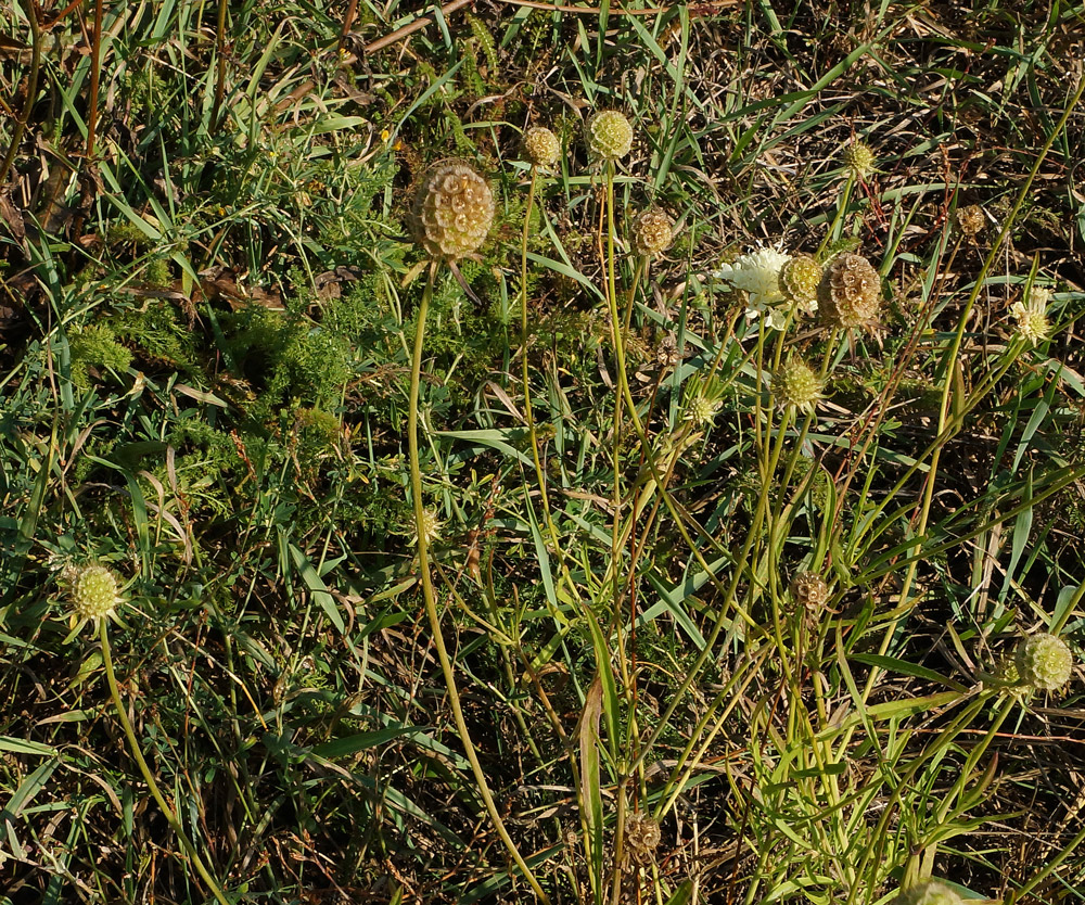 Изображение особи Scabiosa ochroleuca.